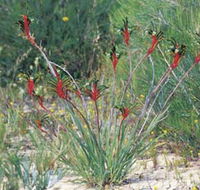 Kalbarri Wildflower Centre - Tourism Canberra