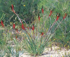 Kalbarri Wildflower Centre - Tourism Canberra 0