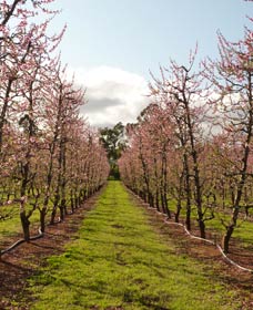 Raeburn Orchards - Tourism Canberra 0