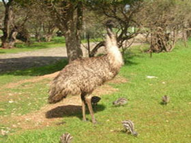 Minlaton SA Tourism Canberra