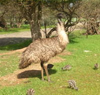 Minlaton Fauna Park - Tourism Canberra