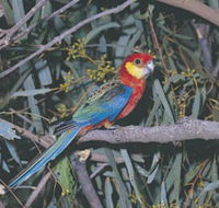 King River - Tourism Canberra