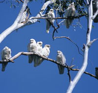 Carawine Gorge - Tourism Canberra