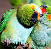 Rainbow Jungle - The Australian Parrot Breeding Centre - Tourism Canberra