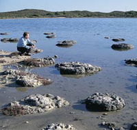 Lake Thetis Stromatolites - Tourism Canberra