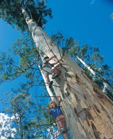 Dave Evans Bicentennial Tree - Tourism Canberra 0