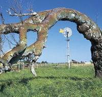 Greenough Leaning Trees - Tourism Canberra
