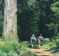 Gloucester Tree - Tourism Canberra