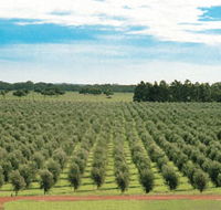 Fini Olives - Tourism Canberra