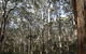 Boranup Karri Forest - thumb 0