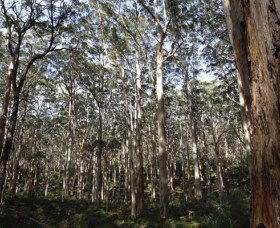 Boranup Karri Forest - Tourism Canberra 0