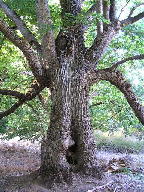 Golden Valley Tree Park - Tourism Canberra 2