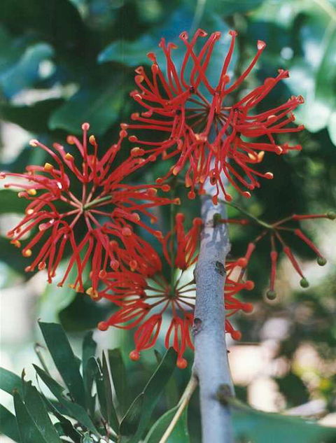 Golden Valley Tree Park - Tourism Canberra 4