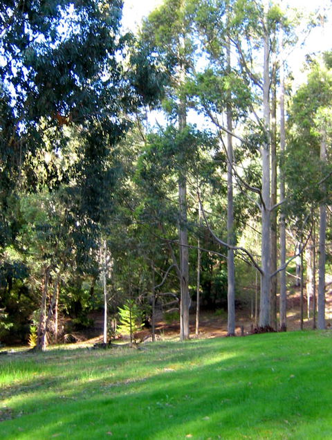 Golden Valley Tree Park - Tourism Canberra 6