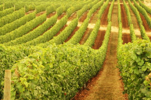 Cullen Wines - Tourism Canberra 0