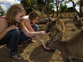 Kangaroo Island Wildlife Park - Tourism Canberra 0