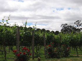 Balhannah SA Tourism Canberra