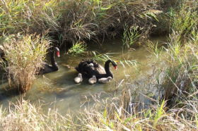 Riverside TAS Tourism Canberra