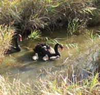 Tamar Island Wetlands Reserve and Interpretation Centre - Tourism Canberra