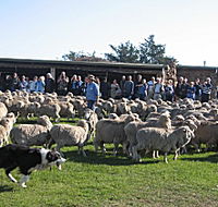Curringa Farm - Accommodation and Farm Tours - Tourism Canberra