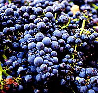 Laurel Bank Vineyard - Tourism Canberra