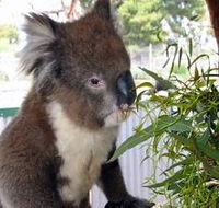 Glen-Forest Tourist Park - Tourism Canberra