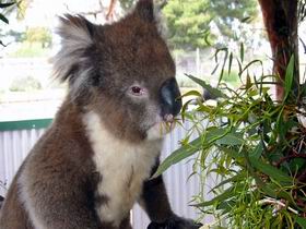 Glen-Forest Tourist Park - Tourism Canberra 0