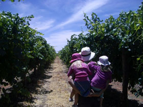 McLaren Vale Orchards - Tourism Canberra 0