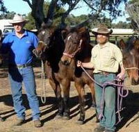 Coffin Bay Brumby Preservation Society Incorporated - Tourism Canberra