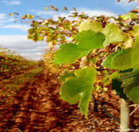 Mirabella Vineyards - Tourism Canberra