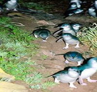 Penneshaw Penguin Centre - Tourism Canberra