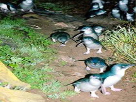 Penneshaw Penguin Centre - Tourism Canberra 0