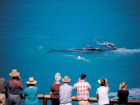 Nullarbor SA Tourism Canberra