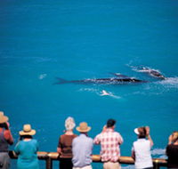 Whale Watching At Head Of Bight - Tourism Canberra