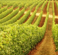Schild Estate Wines - Tourism Canberra