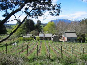 Wilmot Hills Vineyard - Tourism Canberra 0