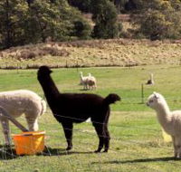 Maydena Country Cabins Accommodation  Alpaca Stud - Tourism Canberra