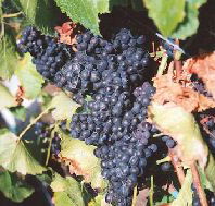 Darlington Vineyard - Tourism Canberra