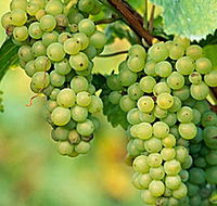 TP Vineyards - Tourism Canberra
