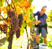 Native Point Wines - Tourism Canberra