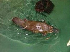 Platypus House - Tourism Canberra 0