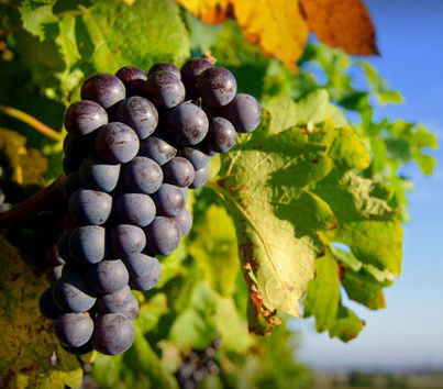 Cradoc TAS Tourism Canberra