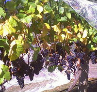 Palmara Vineyard - Tourism Canberra