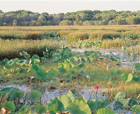 Fogg Dam Conservation Reserve - Tourism Canberra 0
