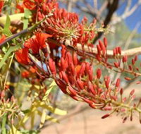 Olive Pink Botanic Garden - Tourism Canberra