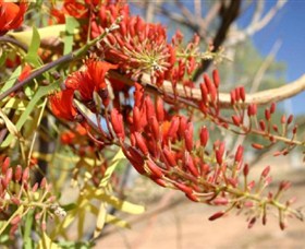 Olive Pink Botanic Garden - Tourism Canberra 0