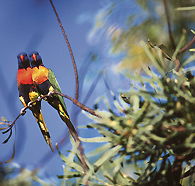 Wangi Falls Walk - Tourism Canberra