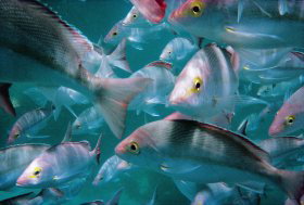 Palm Beach Reef Dive Site - Tourism Canberra 0