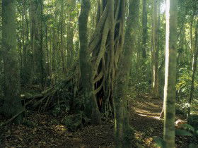 Beechmont QLD Tourism Canberra