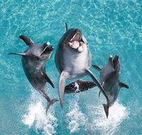 Sea World - Tourism Canberra